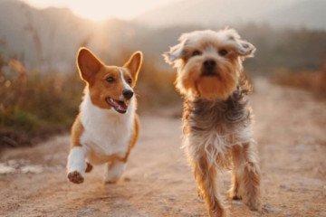 Two Dogs Running